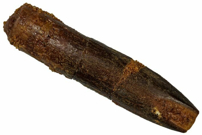 Fossil Sauropod Dinosaur (Titanosaur) Tooth - Morocco #298502